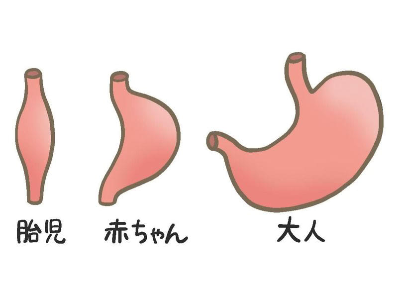胃の形の変化のイメージ図