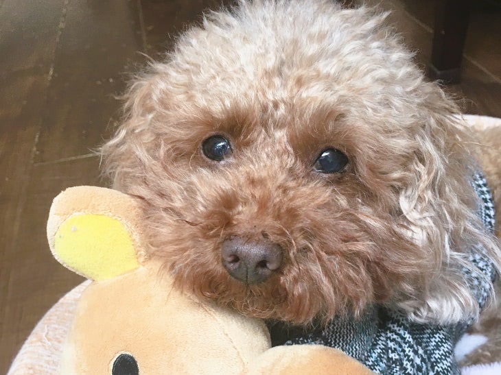 元保護犬