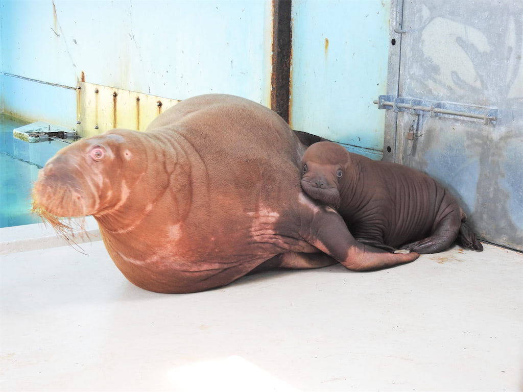 おたる水族館 セイウチ