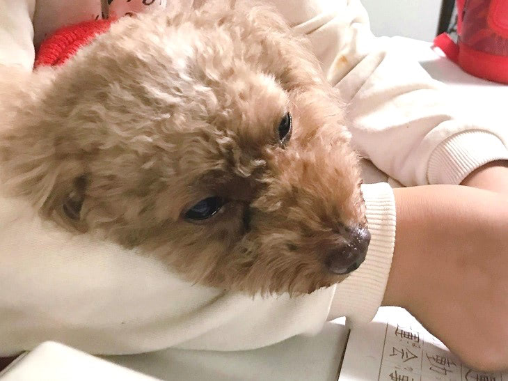 元保護犬