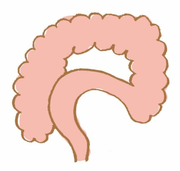 S字結腸　イラスト