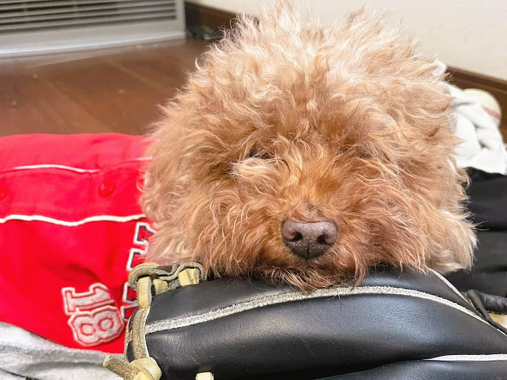 保護犬　ボランティア