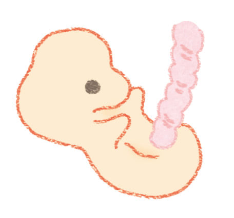 おなかの中の赤ちゃん