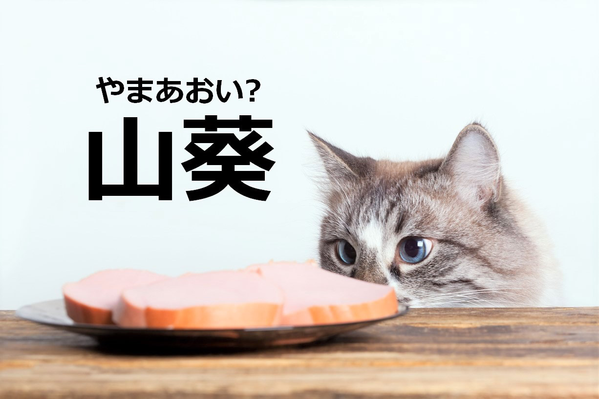 【山葵】を「やまあおい」と読むと笑われます！【読めないと恥ずかしい漢字クイズ】