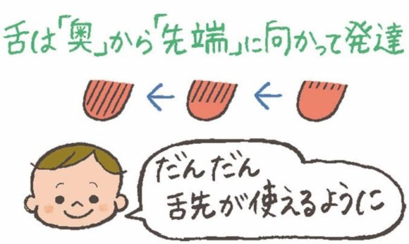 舌の発達 イラスト