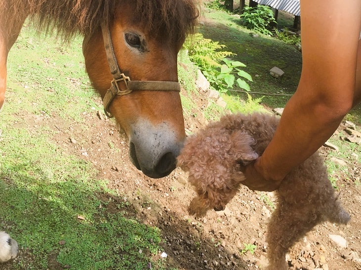 元保護犬