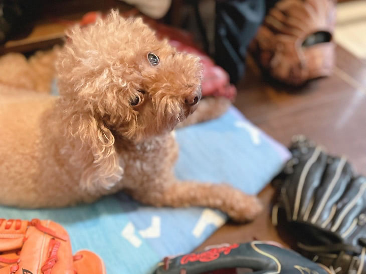 元保護犬ジジ