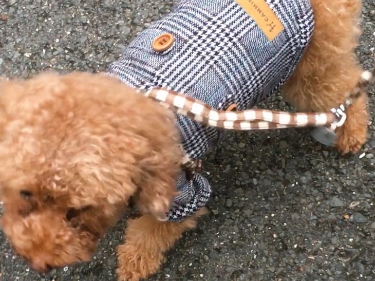 保護犬