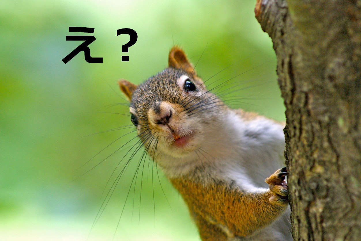【栗鼠】なんて読む？【ママが読めないと恥ずかしい漢字クイズ③〜アニマル編〜】