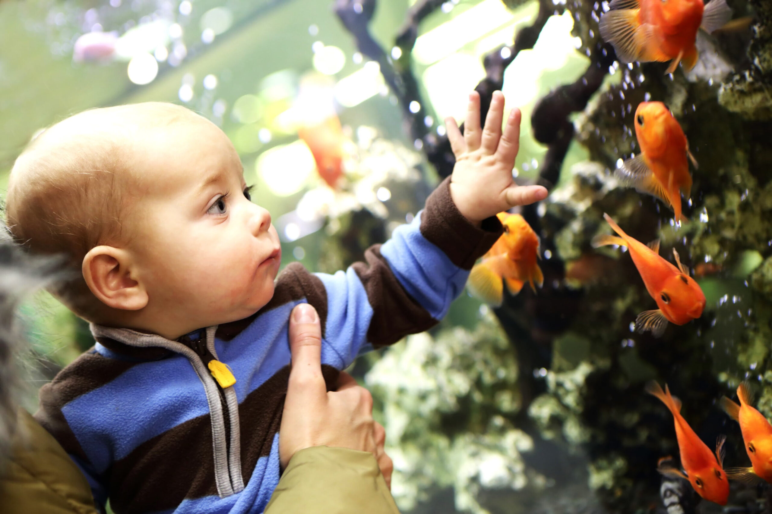 赤ちゃん連れで行きやすい【水族館】は脳育てに最適！楽しみ方のコツを脳科学者がアドバイス