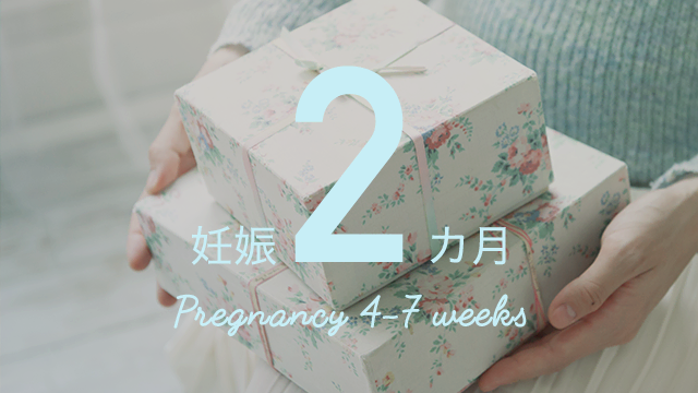 【妊娠7週3日/予定日まで228日】哺乳類らしく、ヒトらしい姿に進化しました