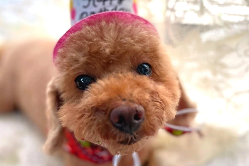 「犬が欲しい！」「買いにいかへんで」わが家が保護犬をお迎えするに至った話｜元保護犬ジジのつれづれ日記#1