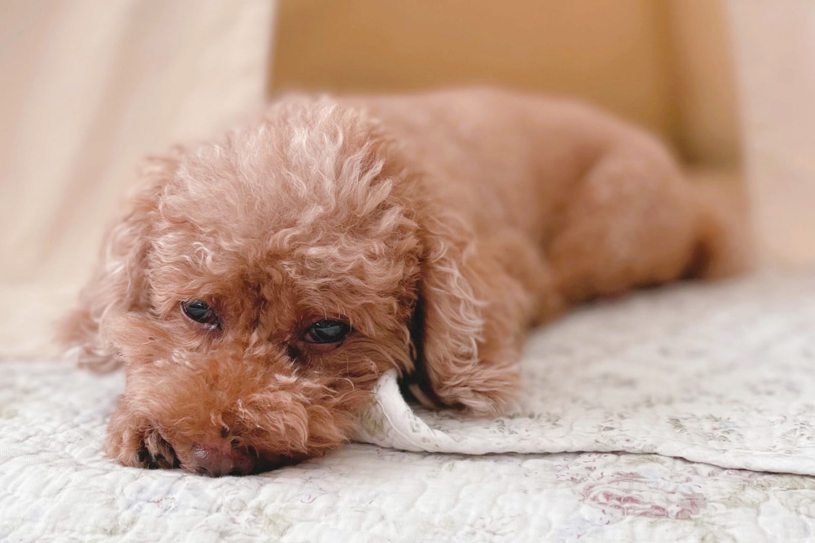 はじめての保護犬カフェ。待ち受けていたのは切ない真実と運命の出会い｜元保護犬ジジのつれづれ日記#2