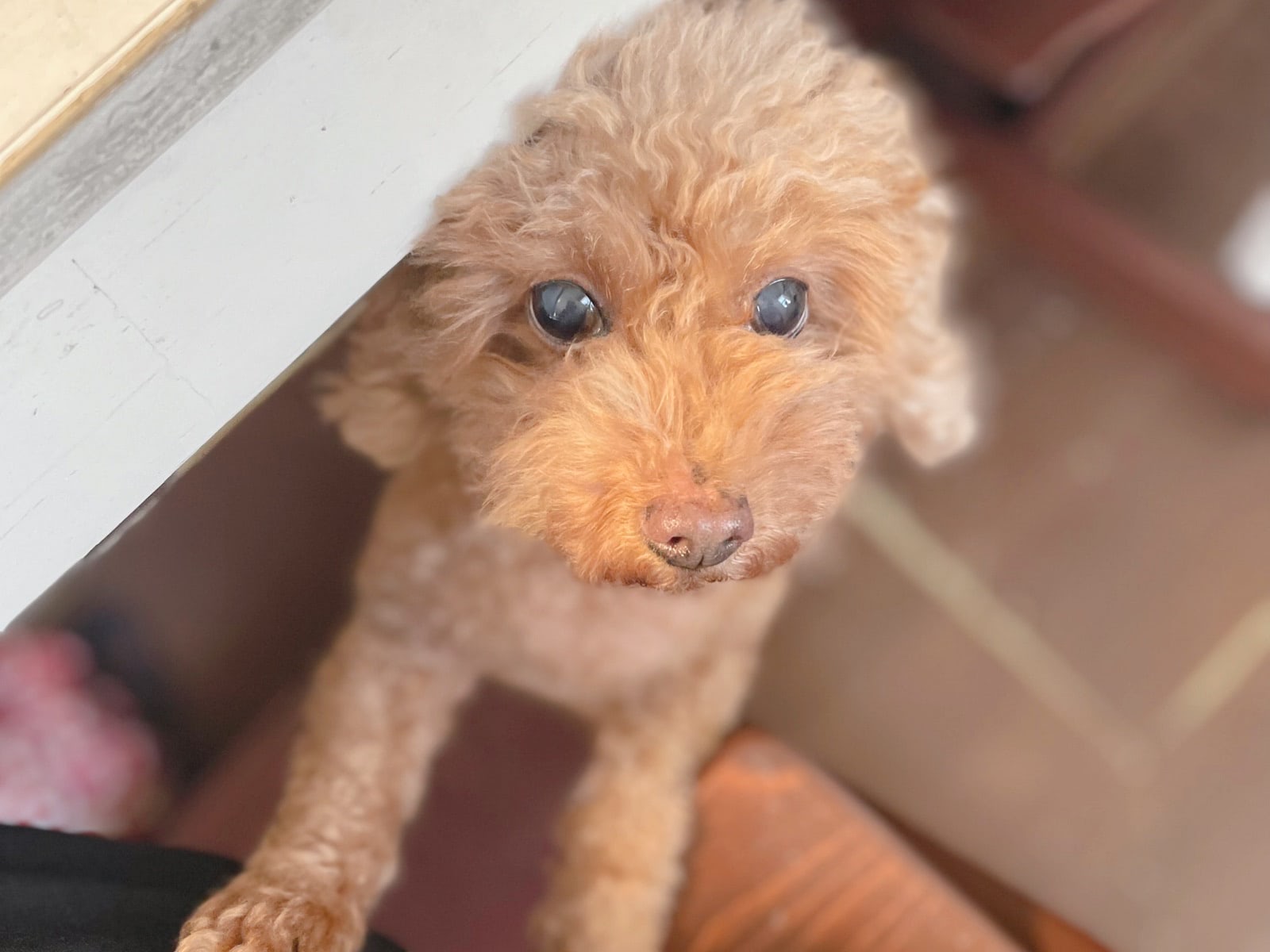 めんどくさいなんて思わない。私をそう決意させた愛犬のある事実｜元保護犬ジジのつれづれ日記#6