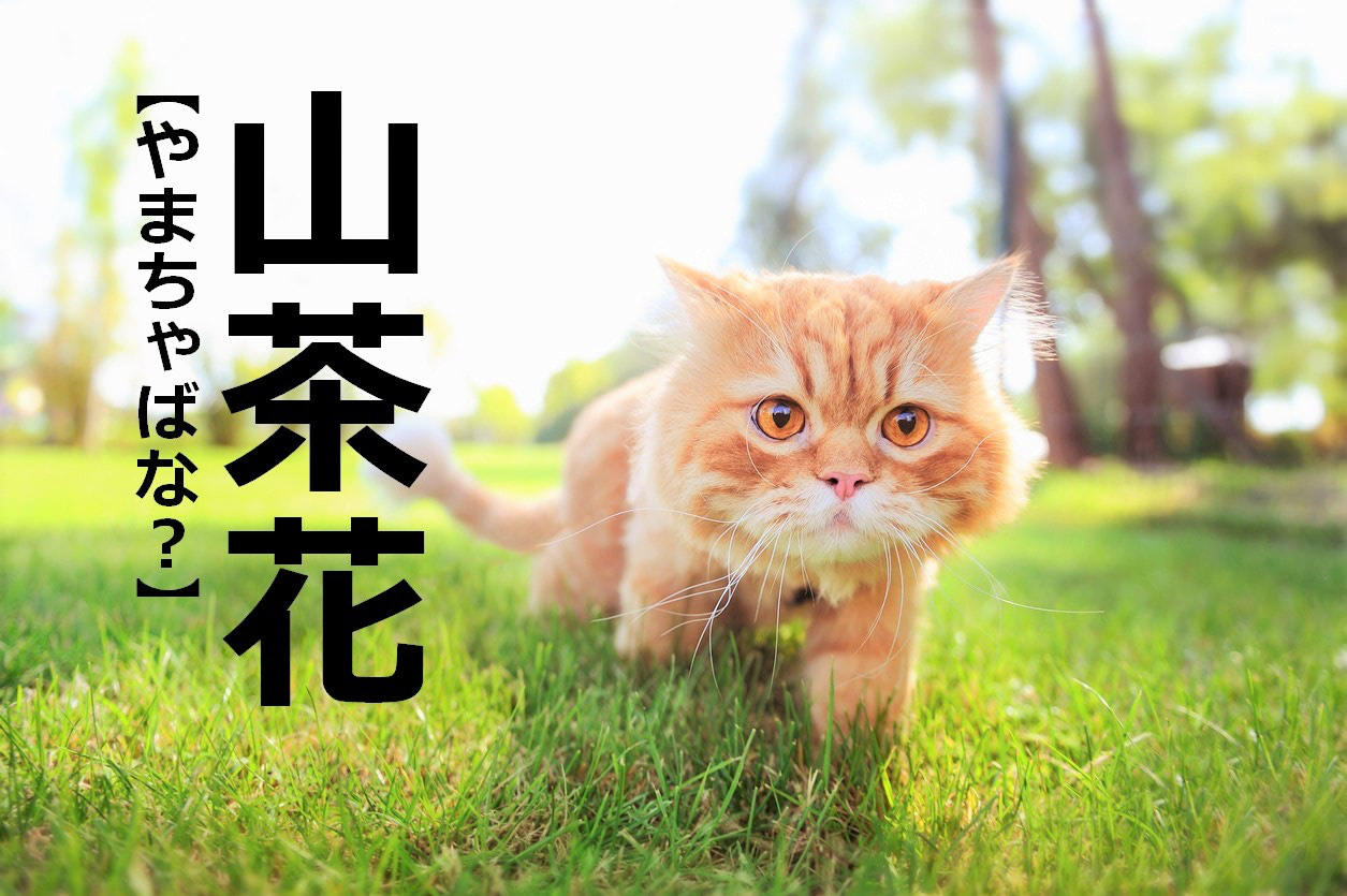 【山茶花】を「やまちゃばな」と読むと笑われます！【読めないと恥ずかしい漢字クイズ】