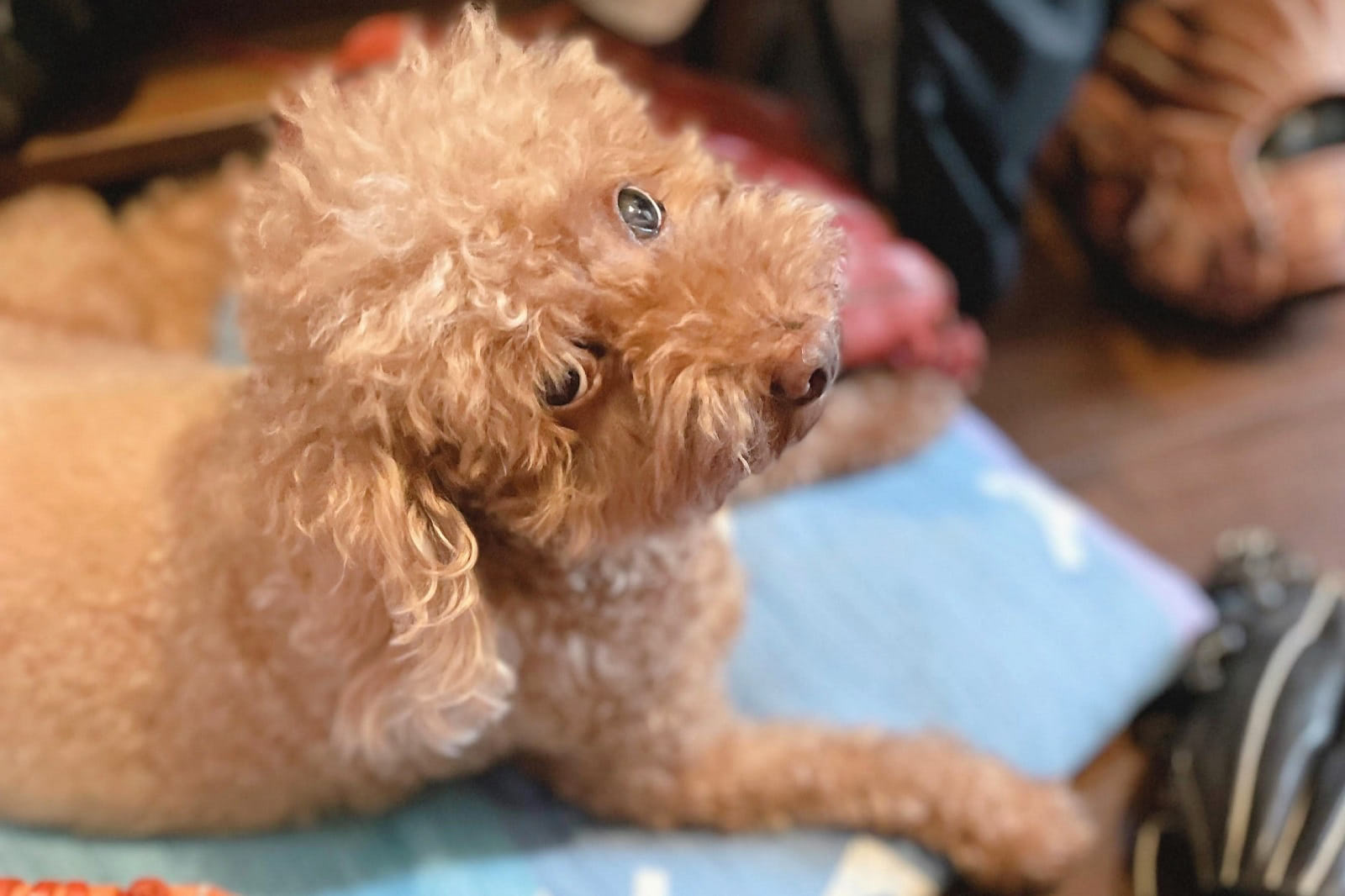 まさかこんな変化が起こるなんて&hellip;！子どもがいる家に保護犬を迎えるということ｜元保護犬ジジのつれづれ日記#8