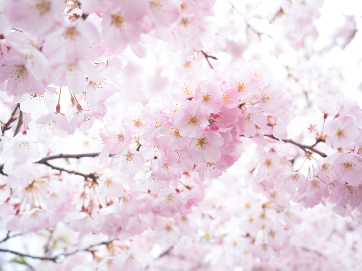 「桜」のつく男女の名前160選！漢字の意味や読み方、由来を専門家が解説！