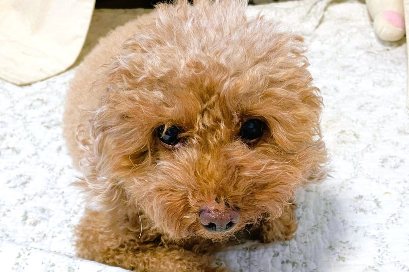 限られた時間を楽しく過ごしたい。老犬との暮らしで心がけていること｜元保護犬ジジのつれづれ日記#9