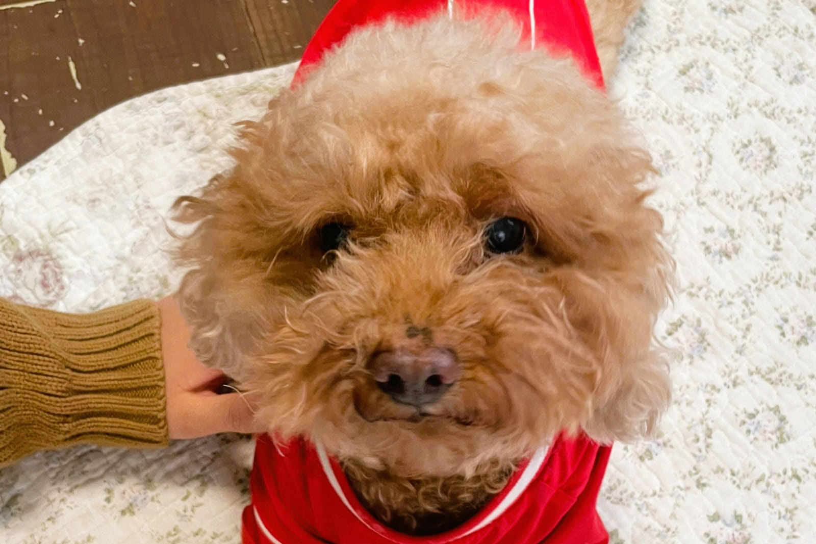 知ってる？「アニマルウェルフェア」という言葉。保護犬を取り巻く現状とは｜元保護犬ジジのつれづれ日記#10