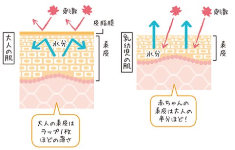 大人の肌と赤ちゃんの肌の断面図。表皮の薄さを表した図