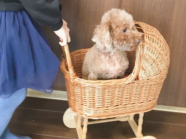 保護犬