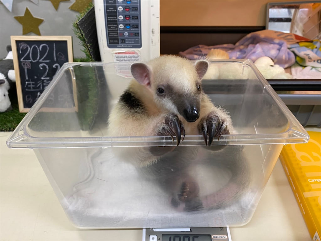 動物 赤ちゃん
