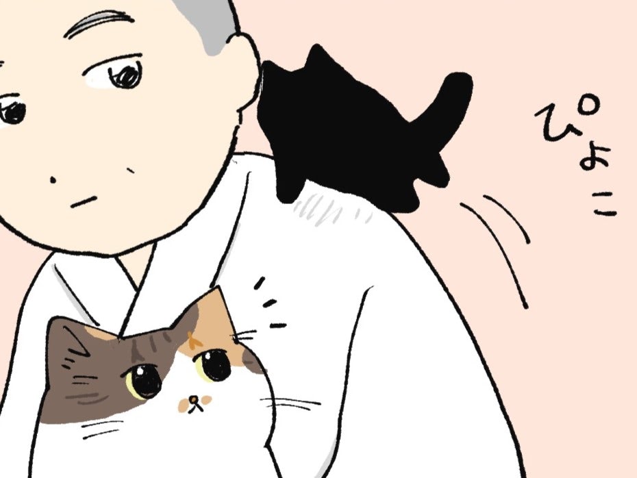 新入り子ねこは住職の肩がお気に入り！？【ミー子の日常#15】