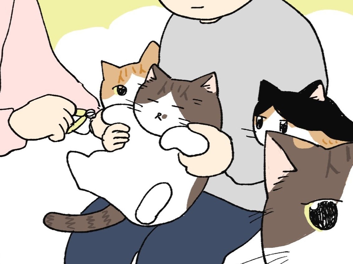 「すぐ終わる&hellip;？」ねこのつめ切りは一大イベント！【ミー子の日常#17】