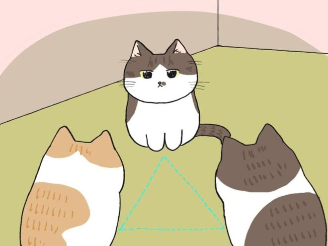 「何の儀式&hellip;？」今日も無言のねこ会議。3匹集まると起きること【ミー子の日常#23】