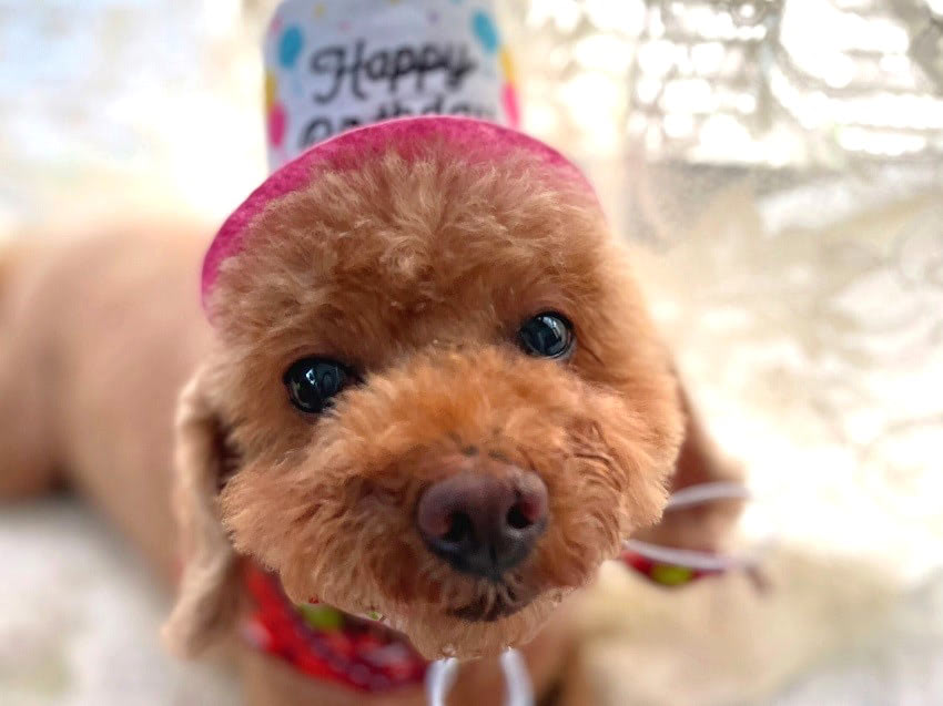 保護犬　飼い方