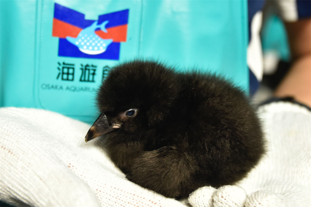 動物 赤ちゃん