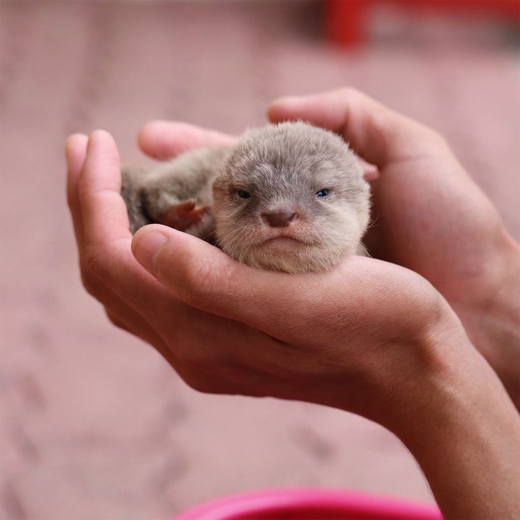 カワウソ 赤ちゃん