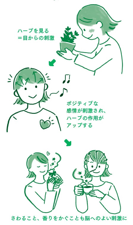 ハーブ　リラックス効果　仕組み