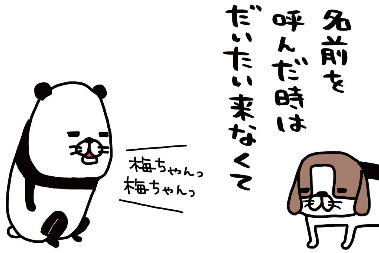 ツンデレすぎる愛犬・梅吉（14歳）。ふるえるほどかわいい瞬間。【パンダと犬#1】