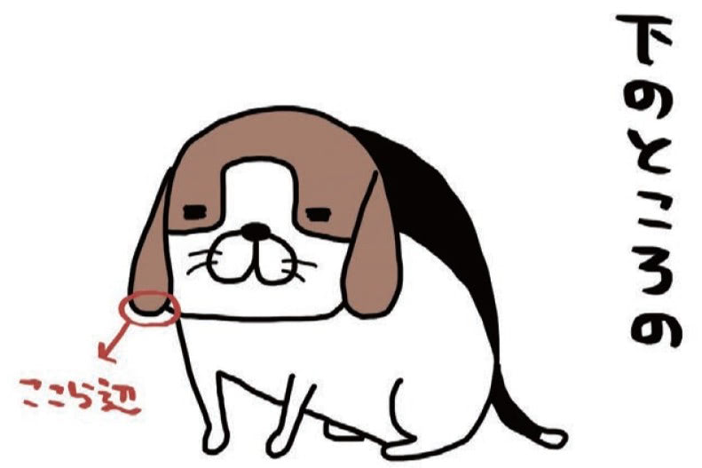 犬の耳の下のところ。どんなさわり心地かというと&hellip;？【パンダと犬#31】