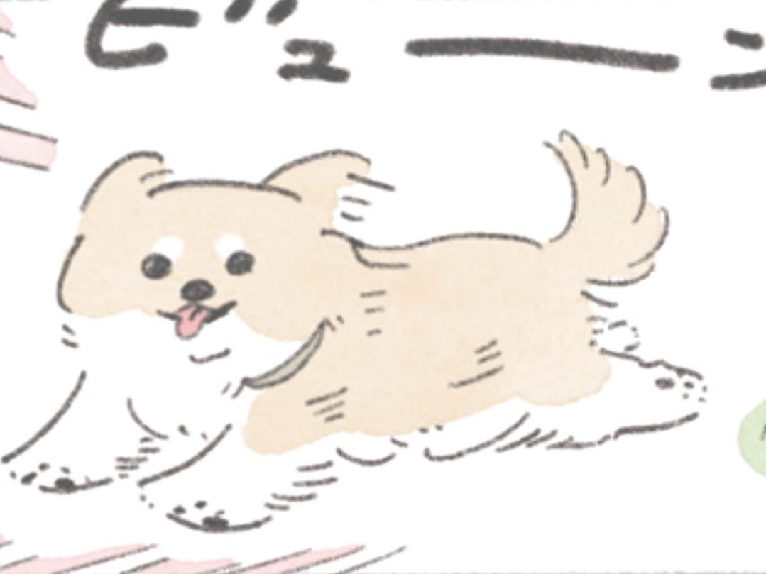 うちのむっくはドッグランが大好き。まずは"あいさつ回りから"が鉄則です！【うちのむっくはいつも楽しそう#4】