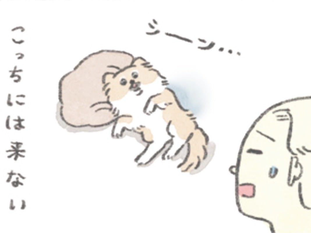 帰宅時はこっちに来るけどお風呂上りはあっち。むっくから見た人間の役割分担とは【うちのむっくはいつも楽しそう#5】