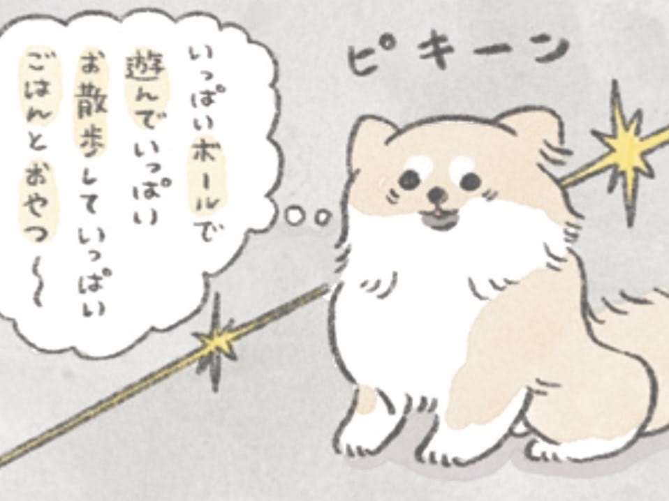 むっく2歳の誕生日。いつもと違う気配を察知！その結果&hellip;目がギンギン！【うちのむっくはいつも楽しそう#10】