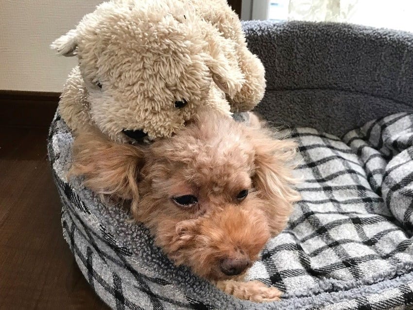 保護犬