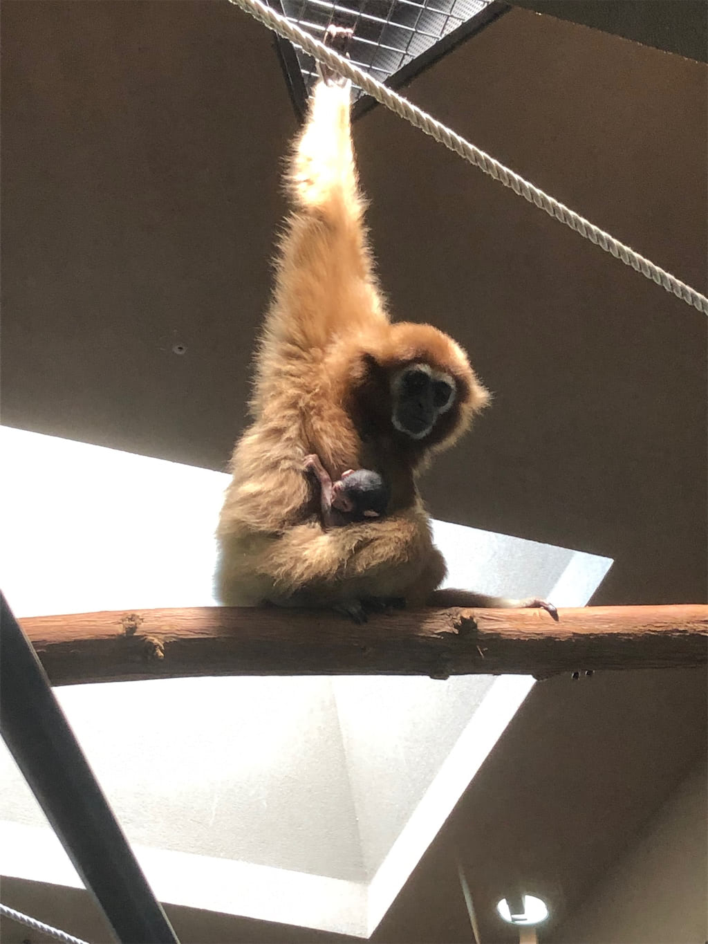 シロテテナガザル 赤ちゃん