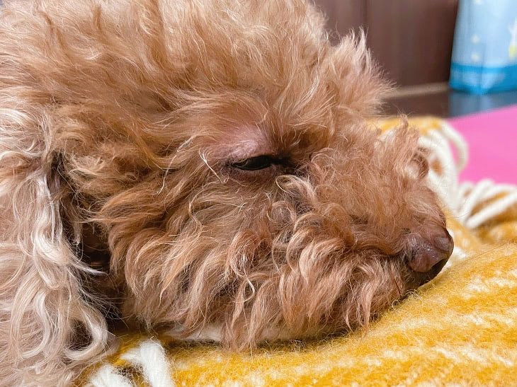 保護犬　