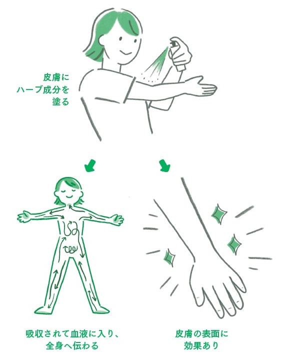 ハーブ　塗る　効果