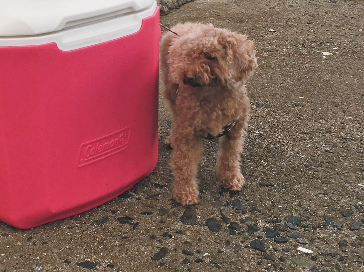 保護犬 ジジ