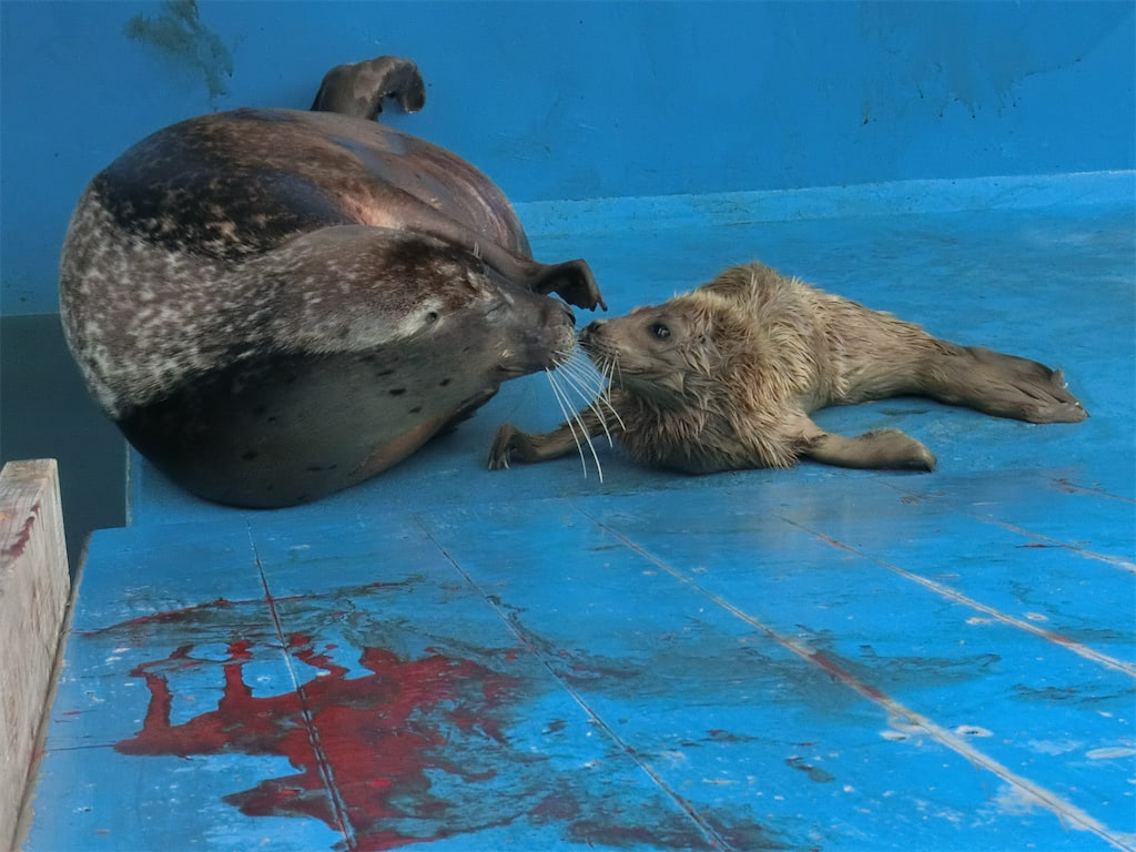 アザラシ 赤ちゃん