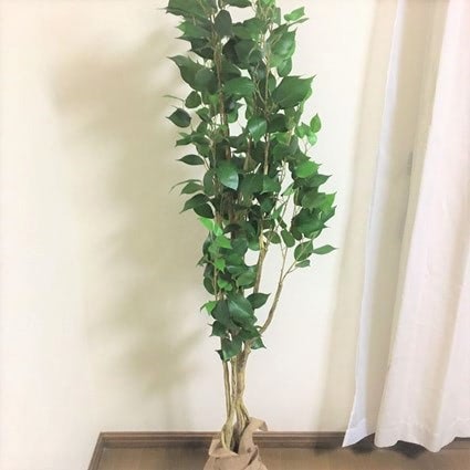 ニトリ　フィカス