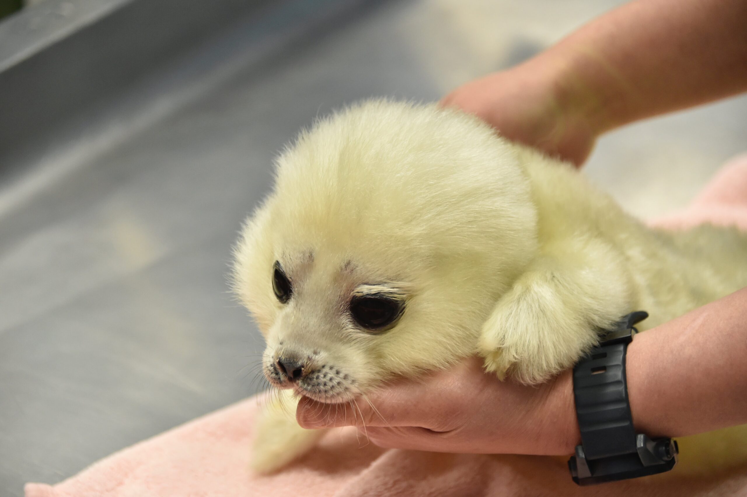【最新】可愛い動物の赤ちゃん38匹大集合！会いに行ける動物園＆水族館まとめ