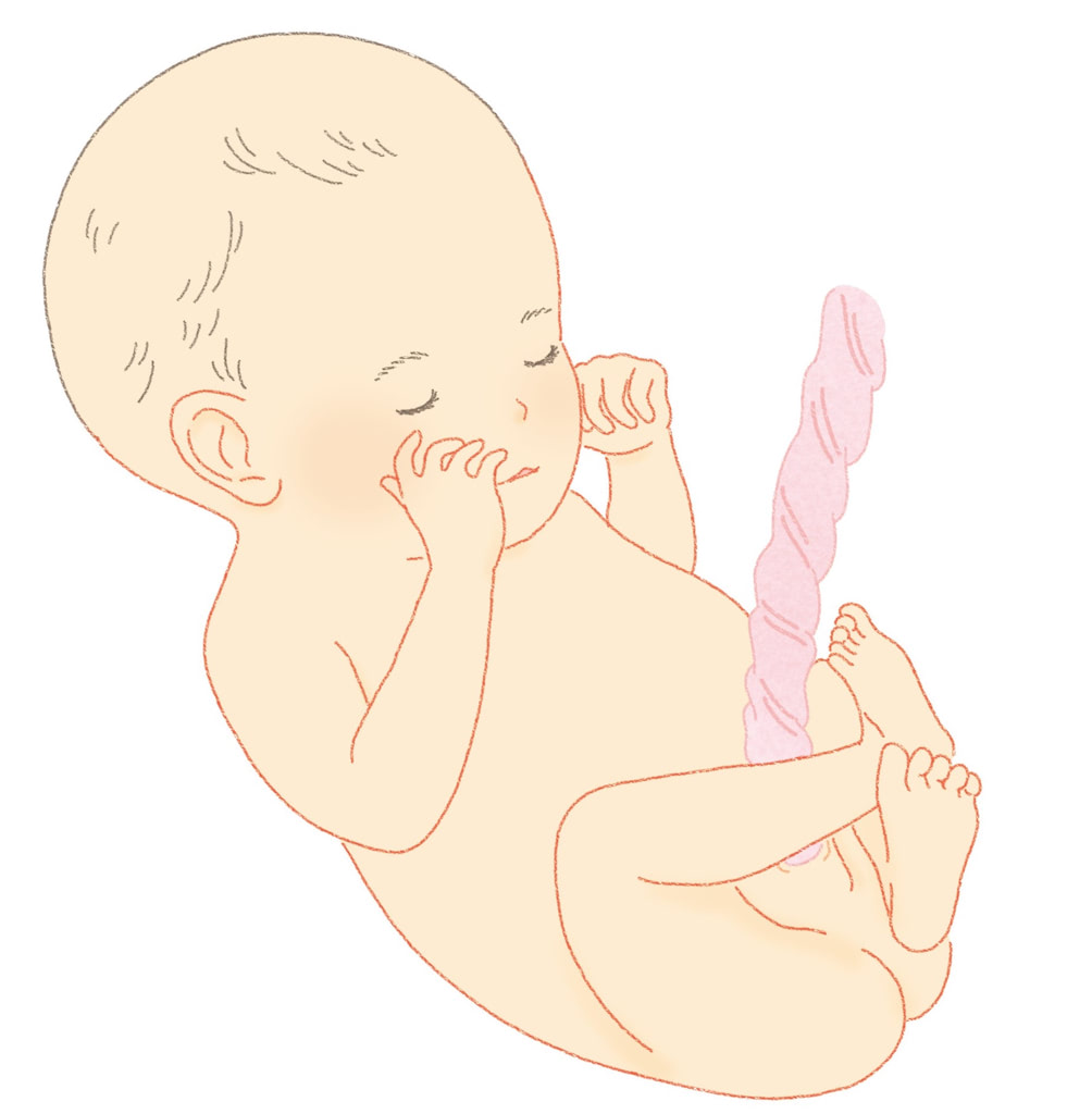 おなかの中の赤ちゃん　8ヶ月
