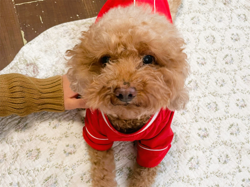 保護犬