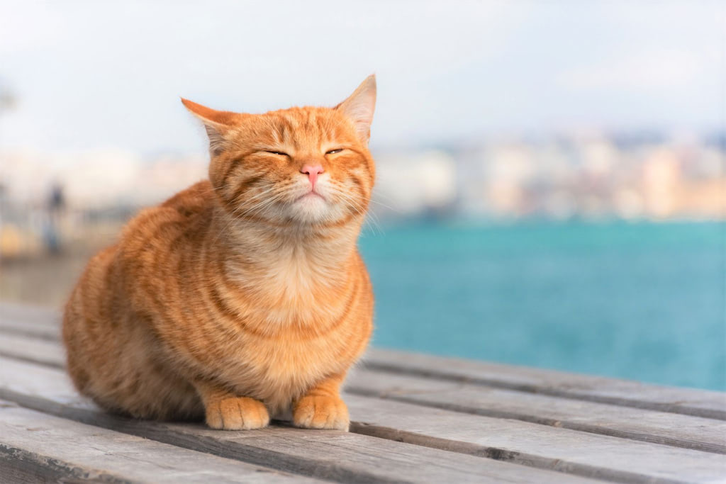 太だ 読み方
