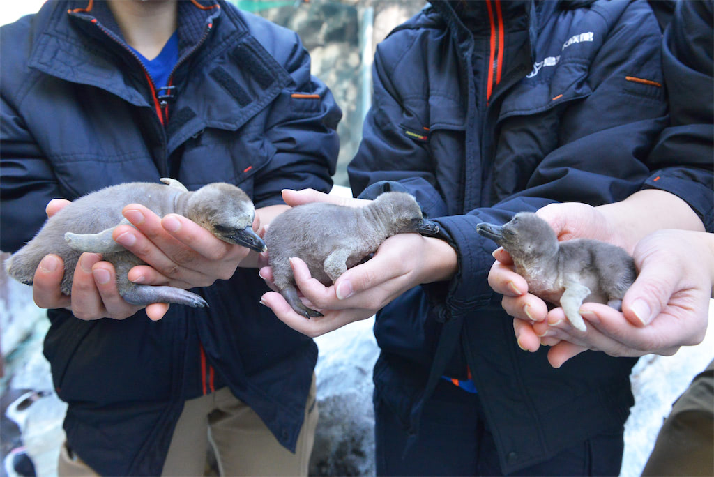 ペンギン 赤ちゃん